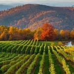 Burntshirt Vineyards