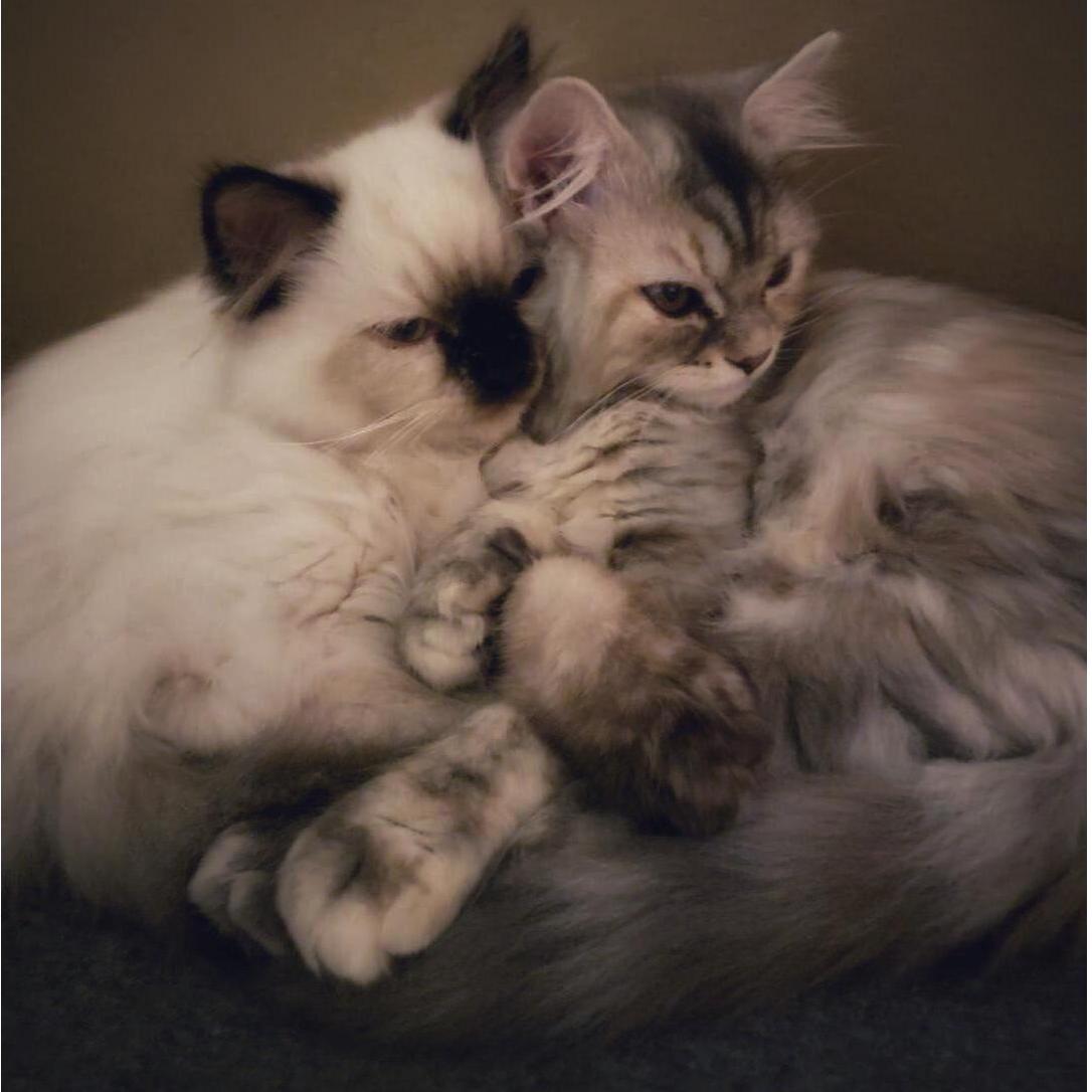 Not us but I just need to throw our amazingly cute and beautiful babies up here!