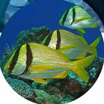 Mississippi Aquarium