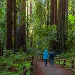 Muir Woods