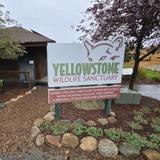 Yellowstone Wildlife Sanctuary