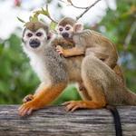 Monkeyland