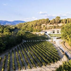Olive Oil Tour