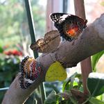 Butterfly Pavilion