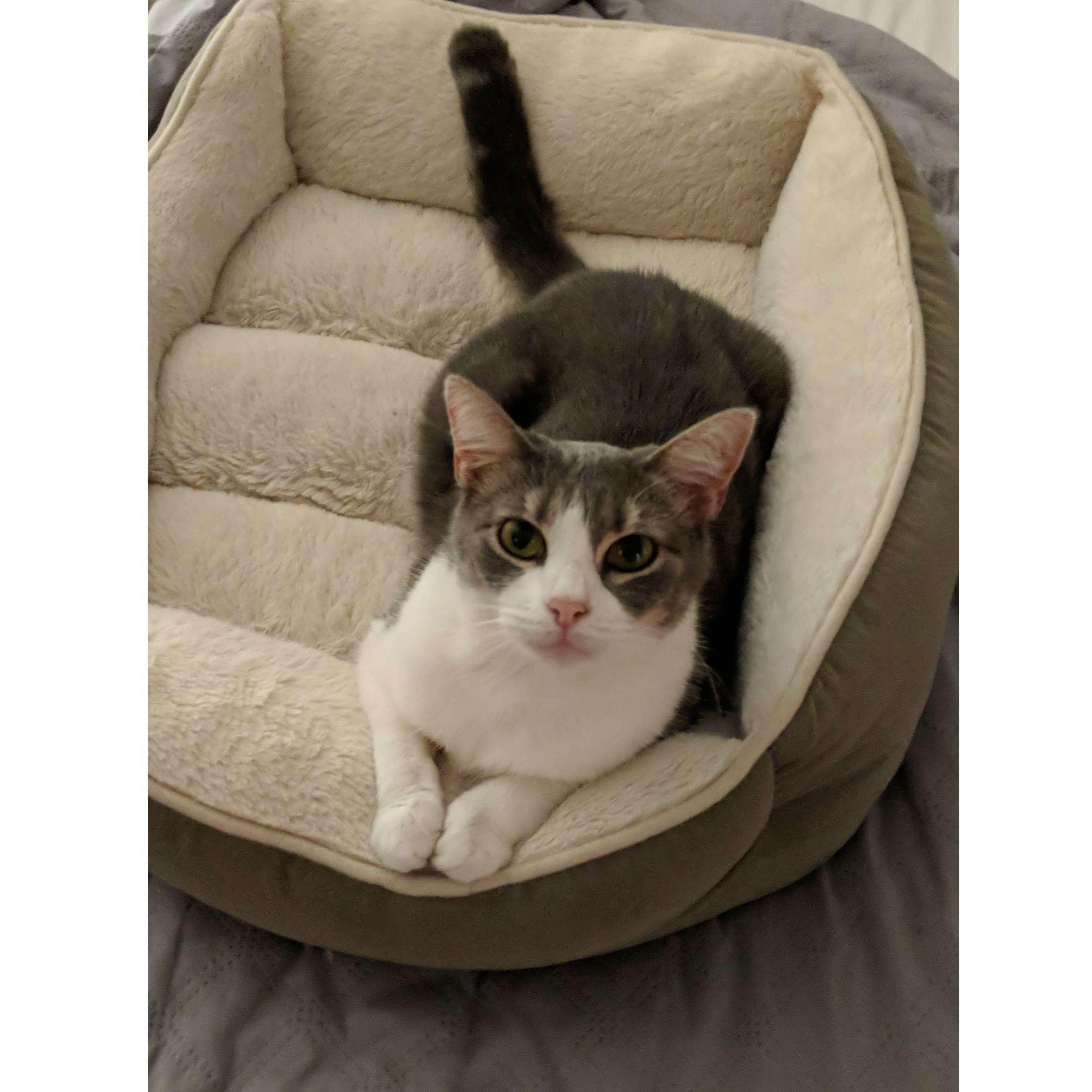 The Best Cat, Minnie