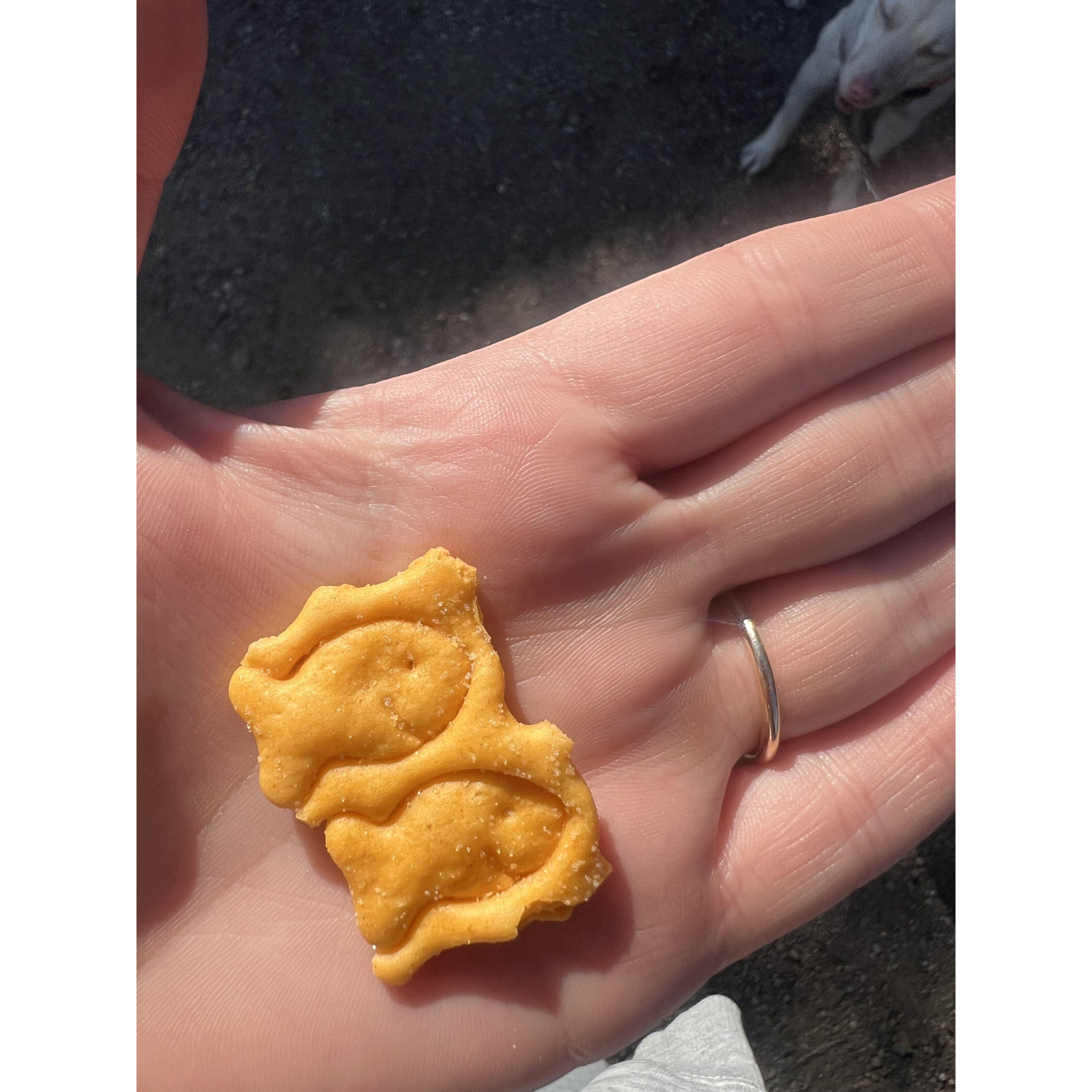 Lucky goldfish found day of proposal, November 30, 2024.