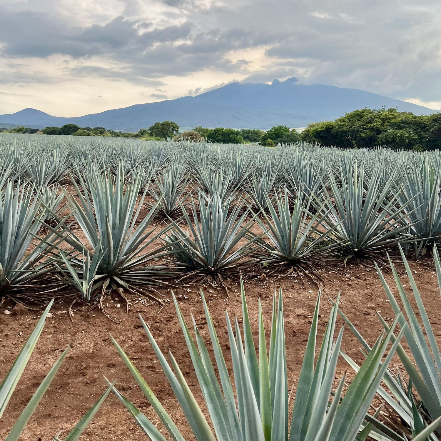 Tequila, Jalisco. Picture taken during our venue scouting.