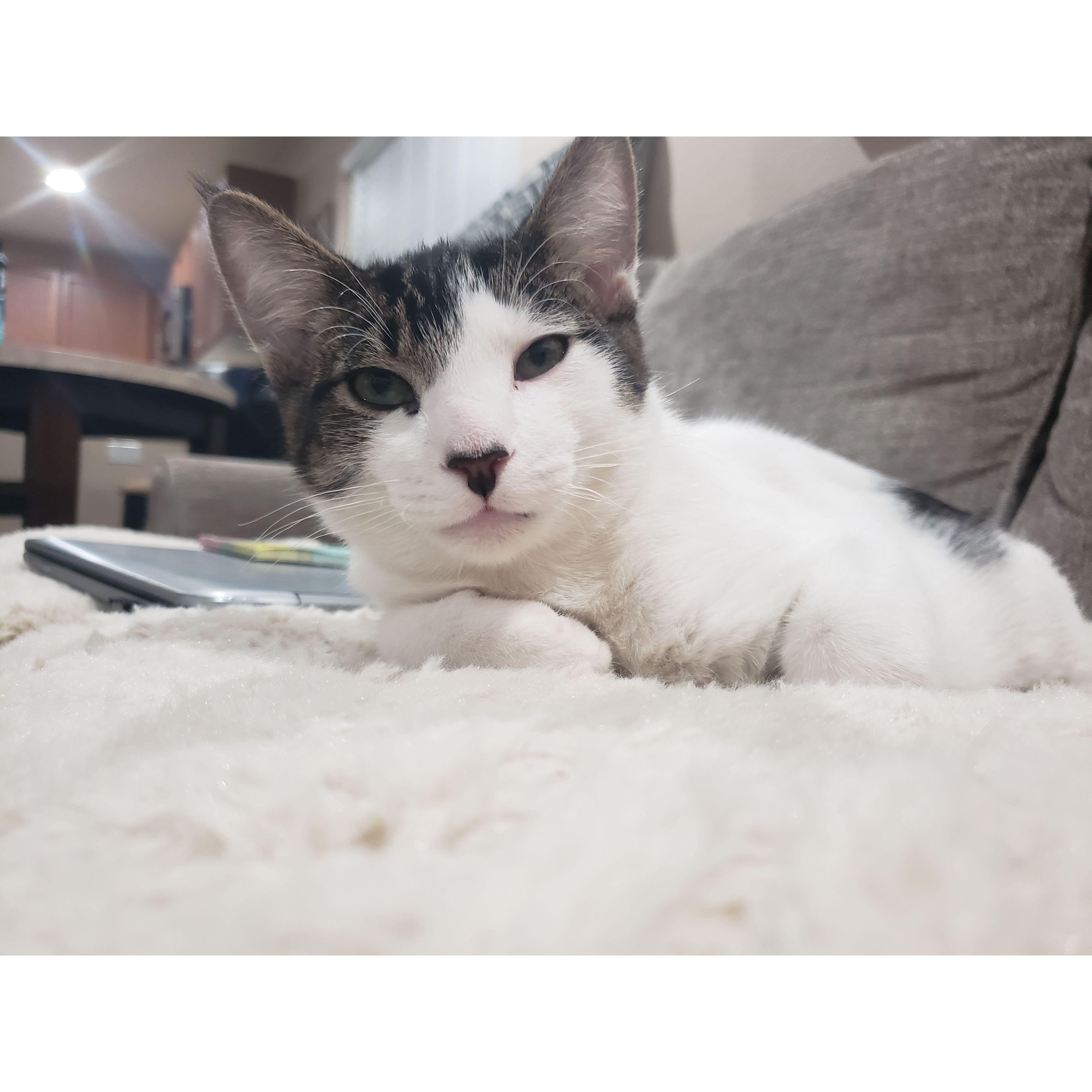 Our baby Boogie