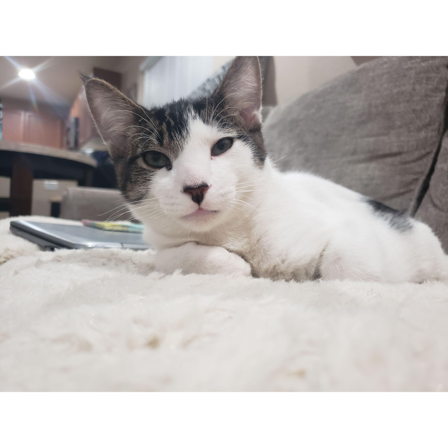 Our baby Boogie