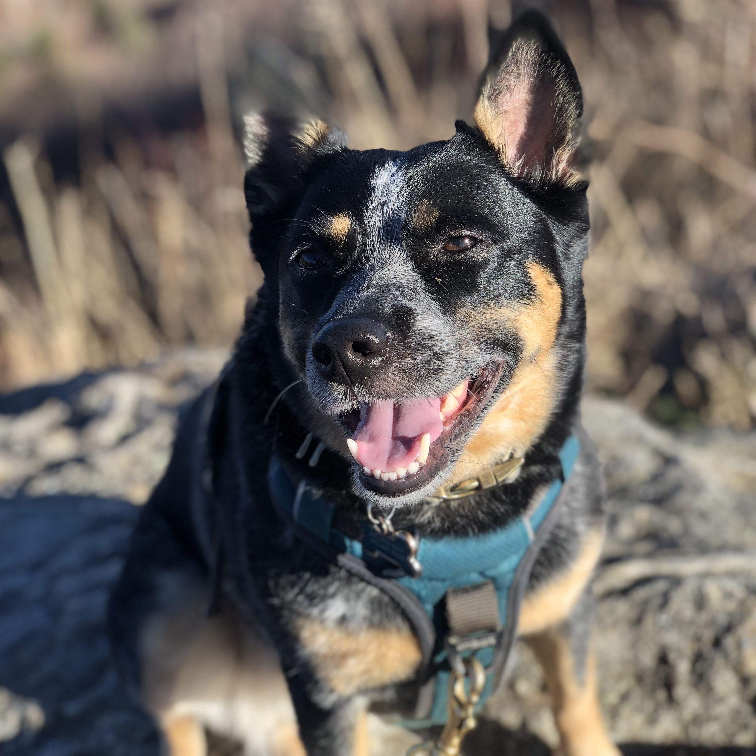 Our happy girl Nico on top of a mountain!