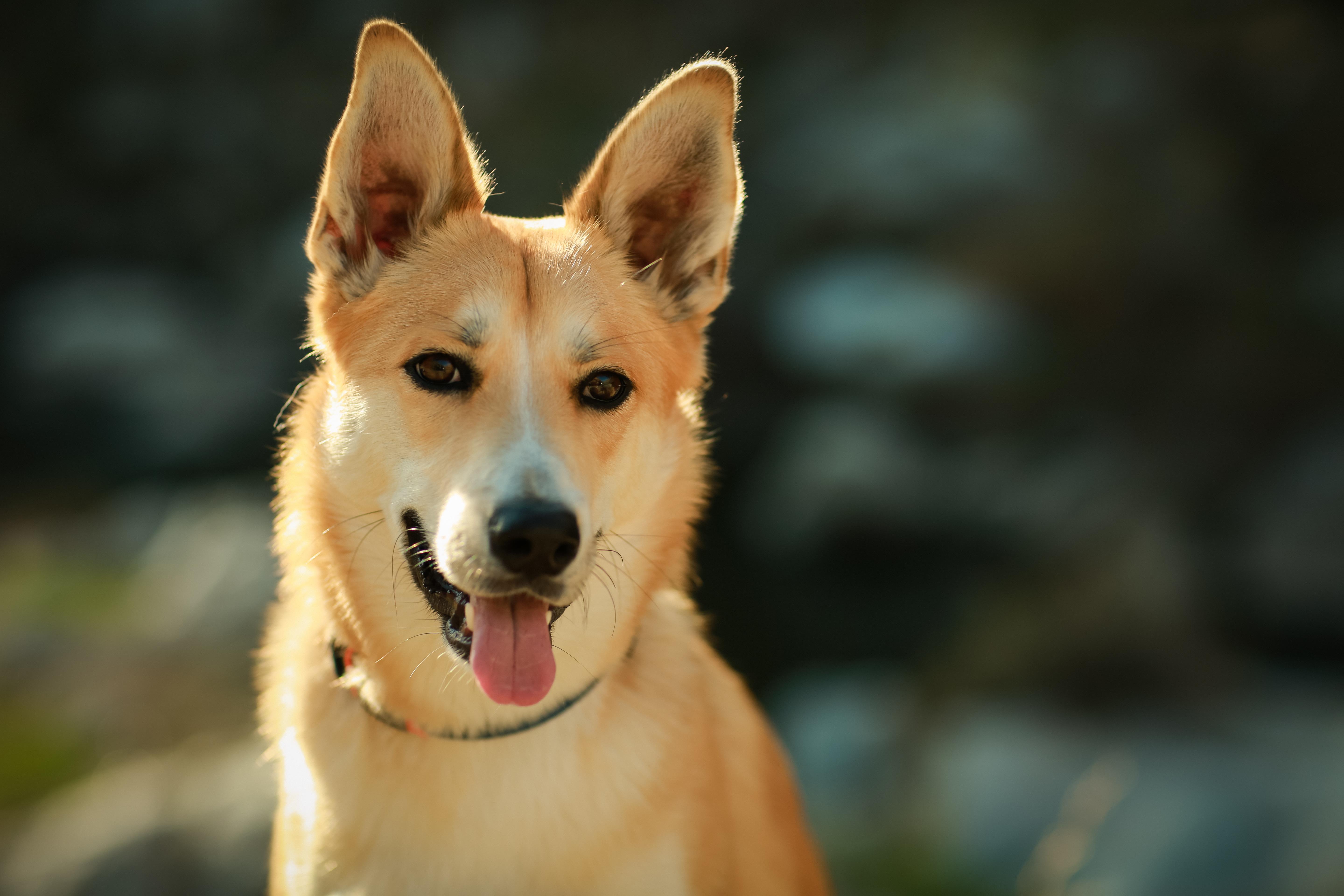 The Wedding Website of Alyssa Gervasoni and Josh Dyer