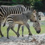 The Virginia Zoo