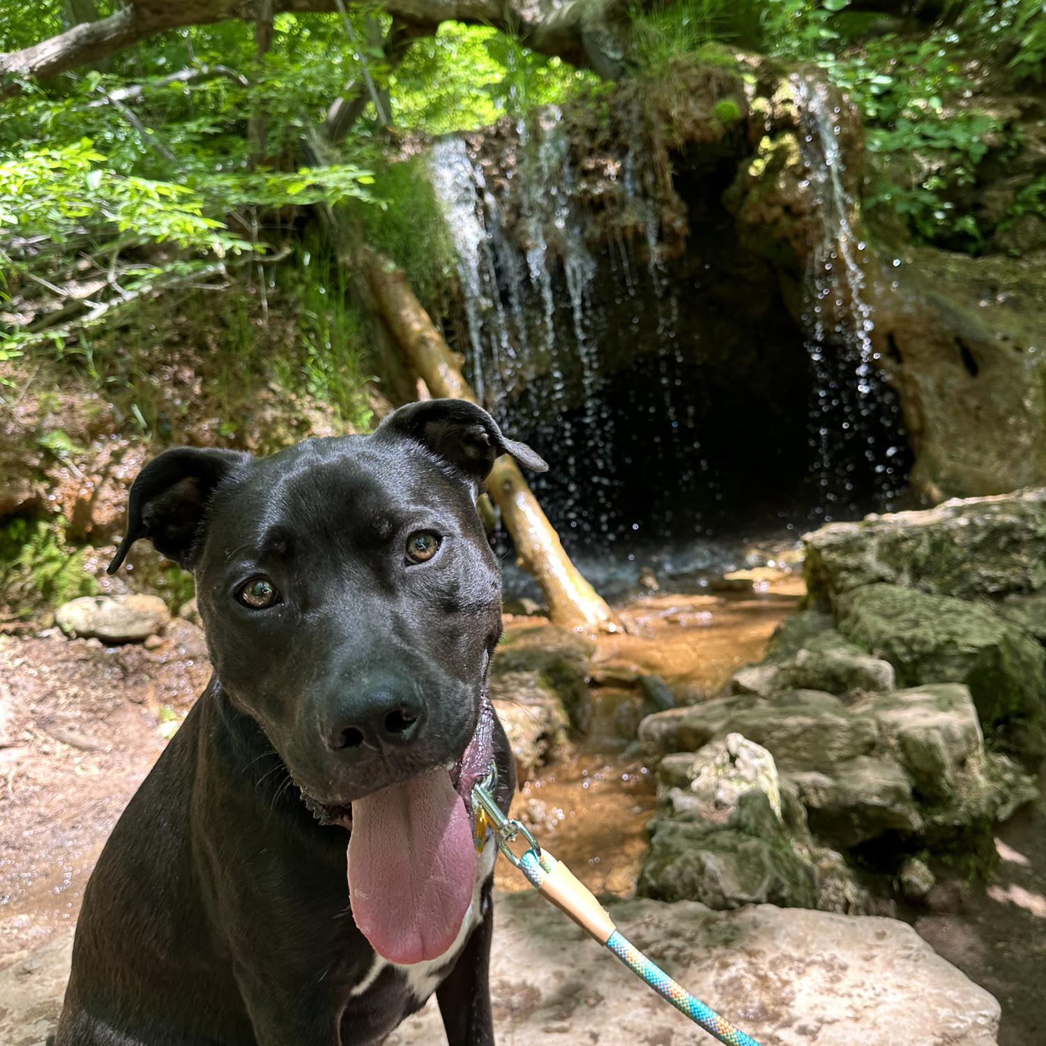 Our first family hike with Apollo! He loved going through the trails, seeing all the people, and got up close and personal with some deer too. He didn't like the water, though....