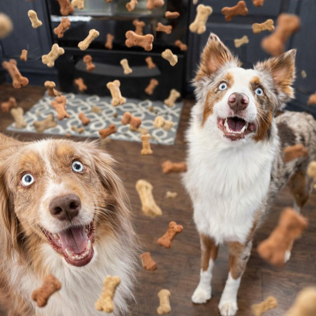 Year's Supply Of Treats for Stella & Maeve