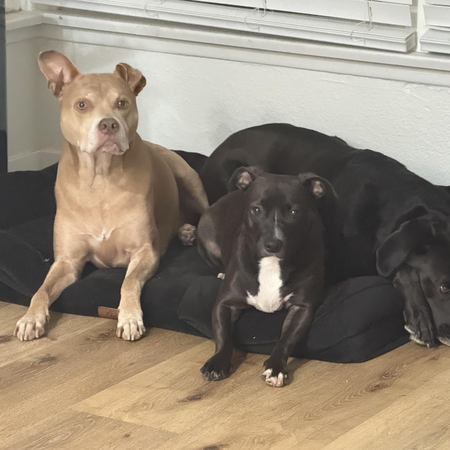The girls… Macy, Leelou, and Mavi