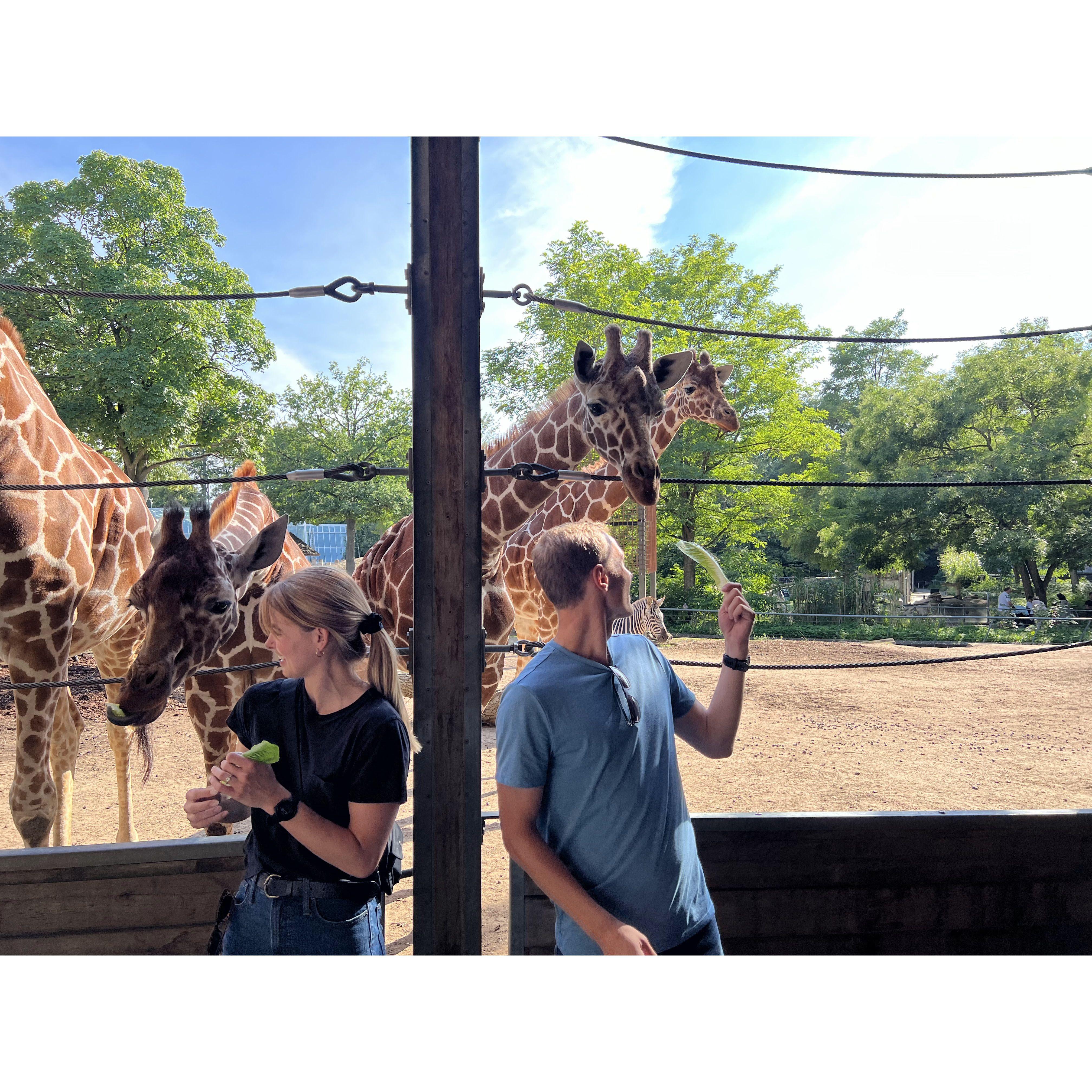 Feeding the giraffes at Copenhagen Zoo | Copenhagen, Denmark | July 2023