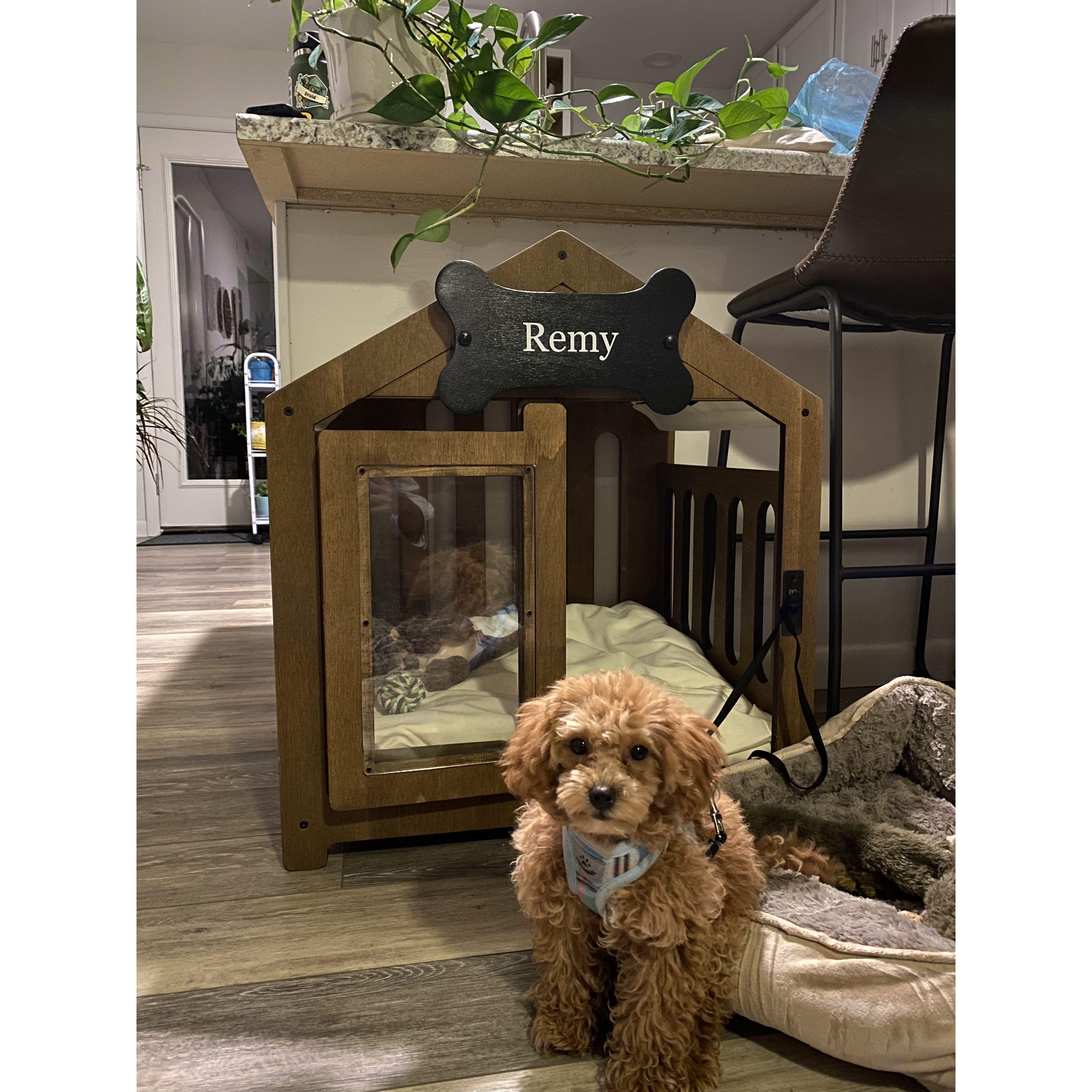 August 2022 - Remy joins the family