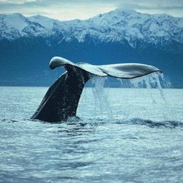 Whale Watching Tour - New Zeland