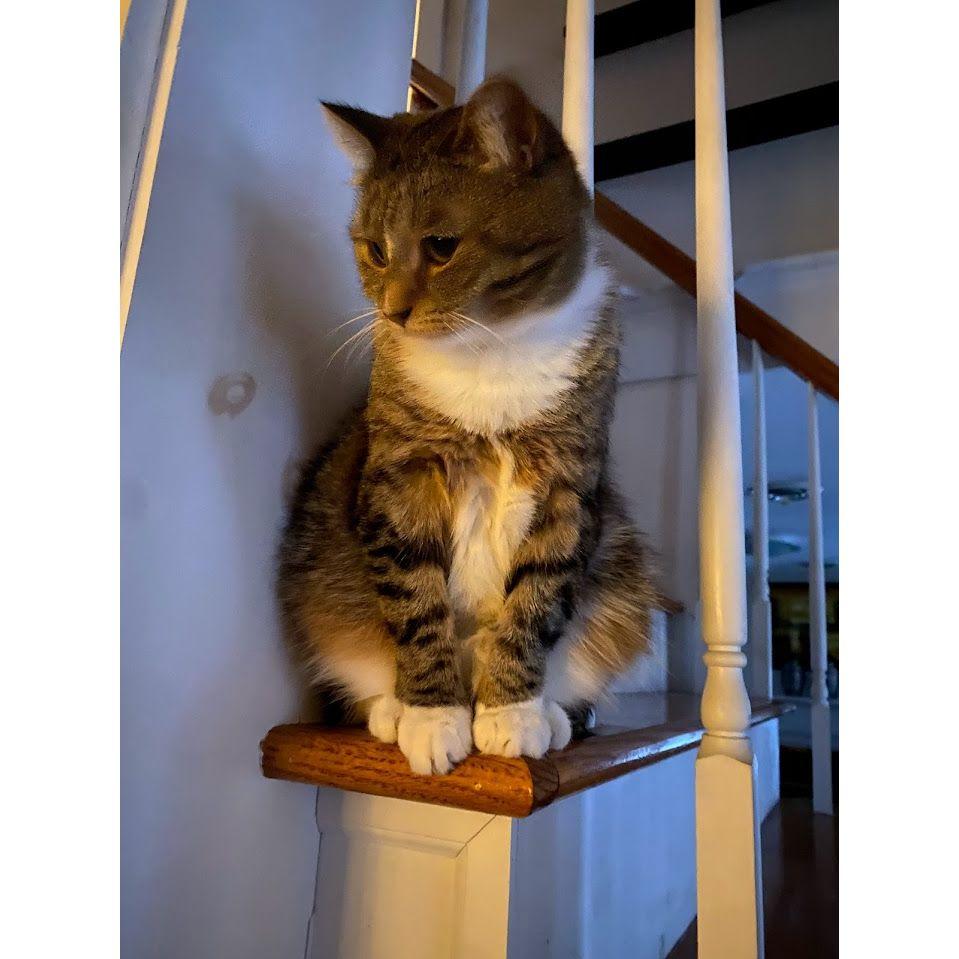 Enter Rosie, our stair gargoyle  - Adopted from the SPCA October 2019