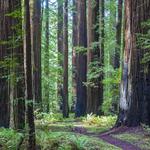 The Founders Grove