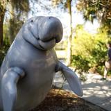 Manatee Park