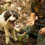 TRUFFLE HUNTING
