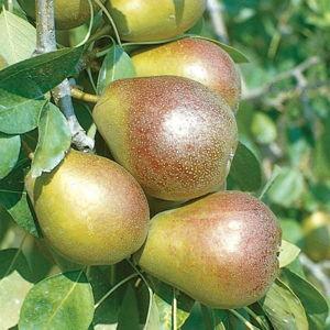 Pair of Pear Trees