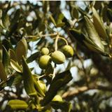 Olive Oil Tasting and Tour