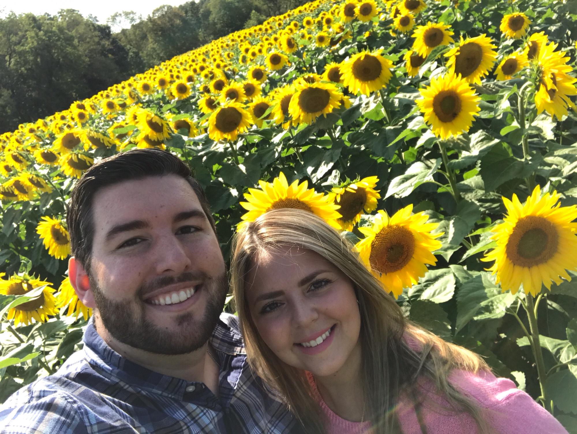 Sunflower maze