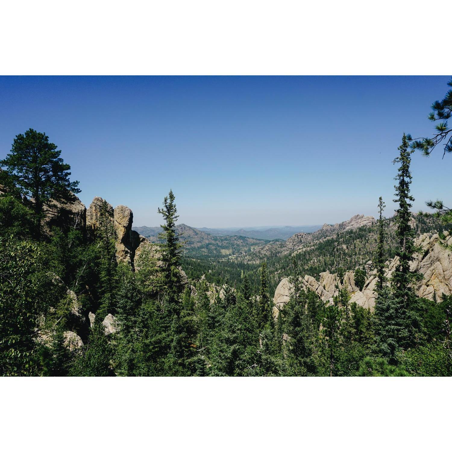 An easy day in Custer State Park!