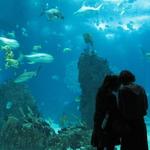 Oceanário de Lisboa