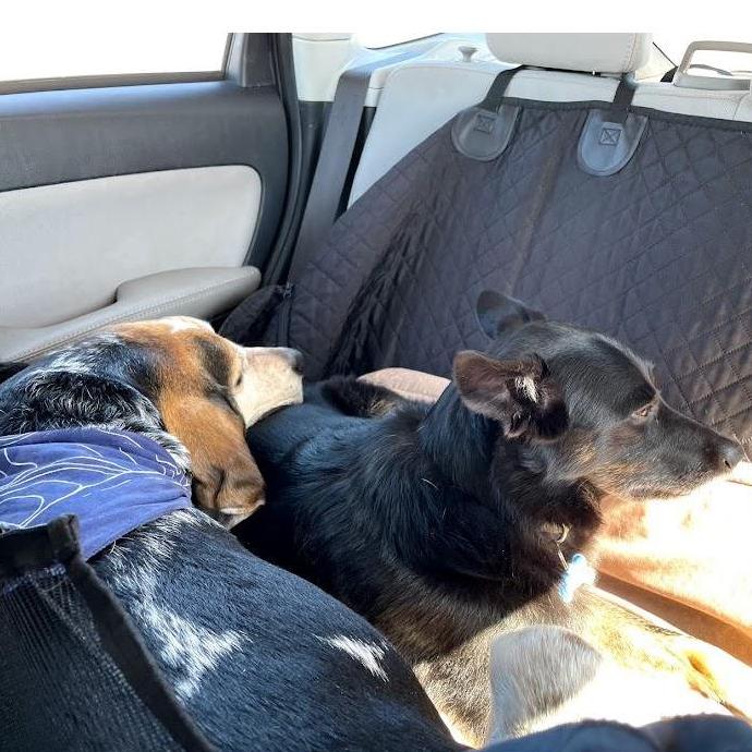 The literal only picture we have of the dogs cuddling.