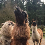 Vashon Llamas