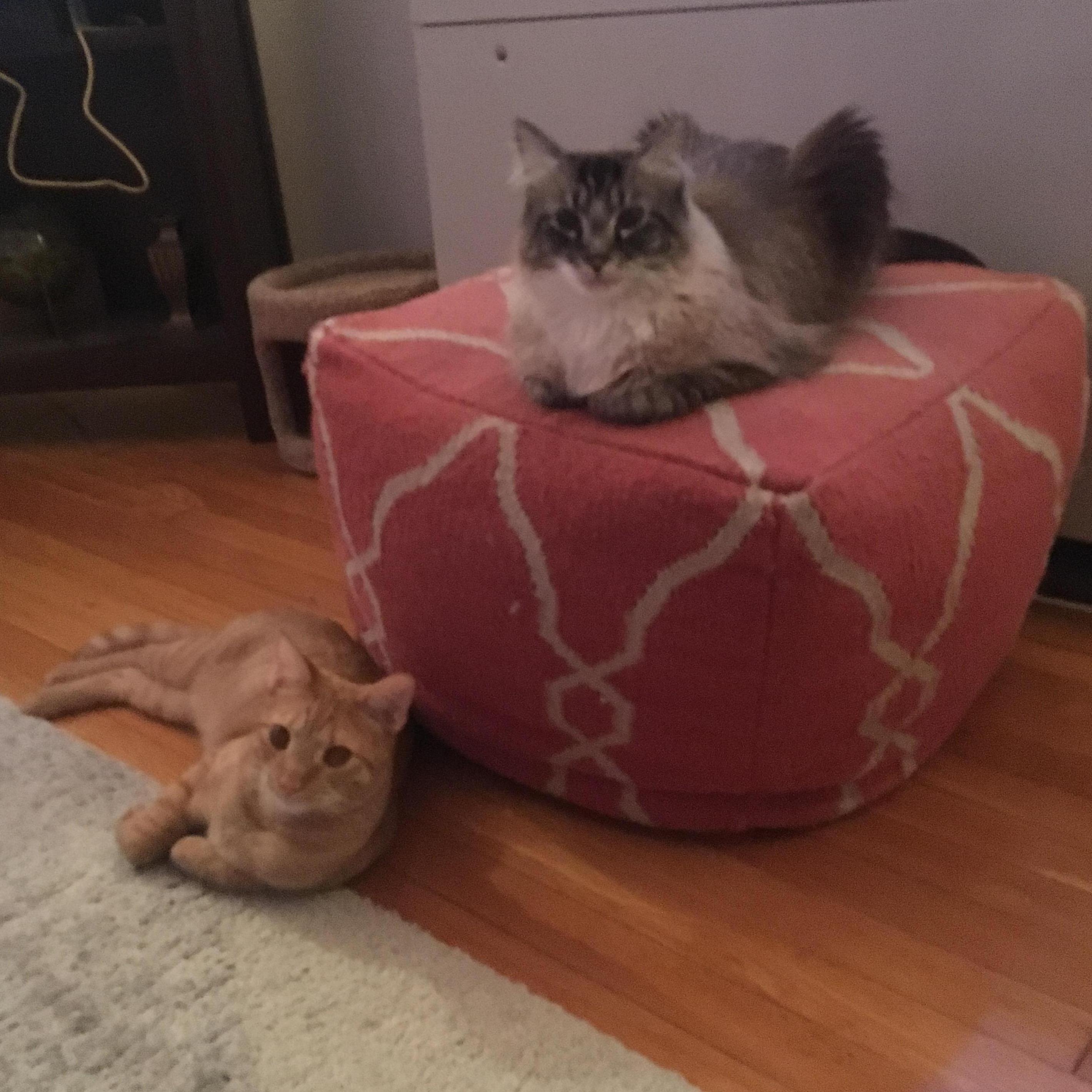 Ziggy and Milo