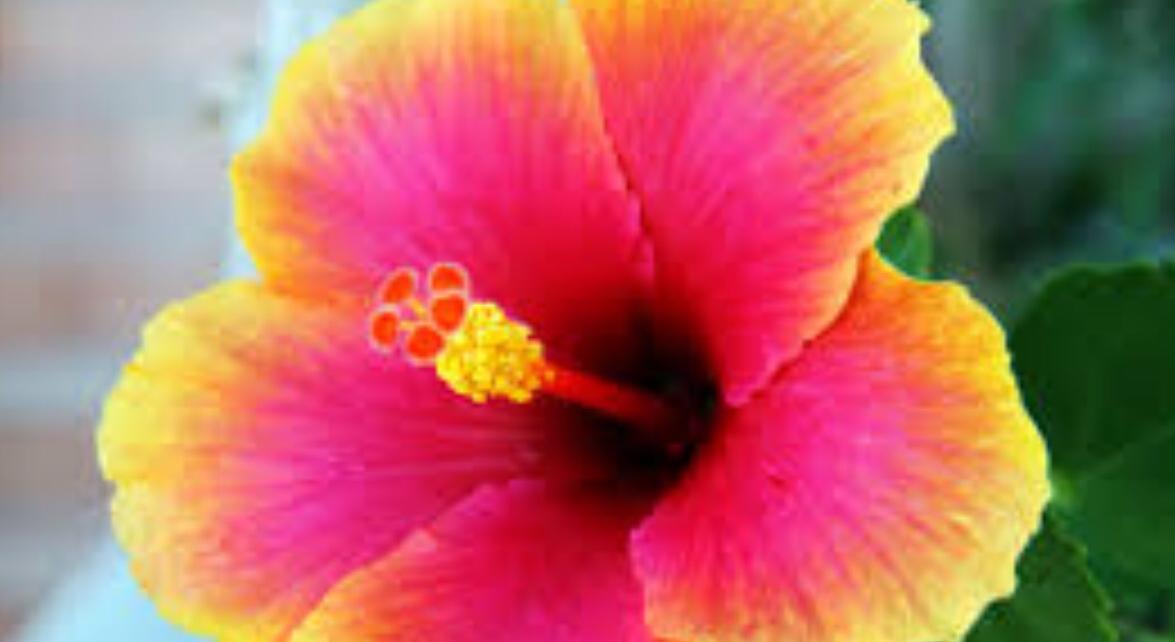 Footer image