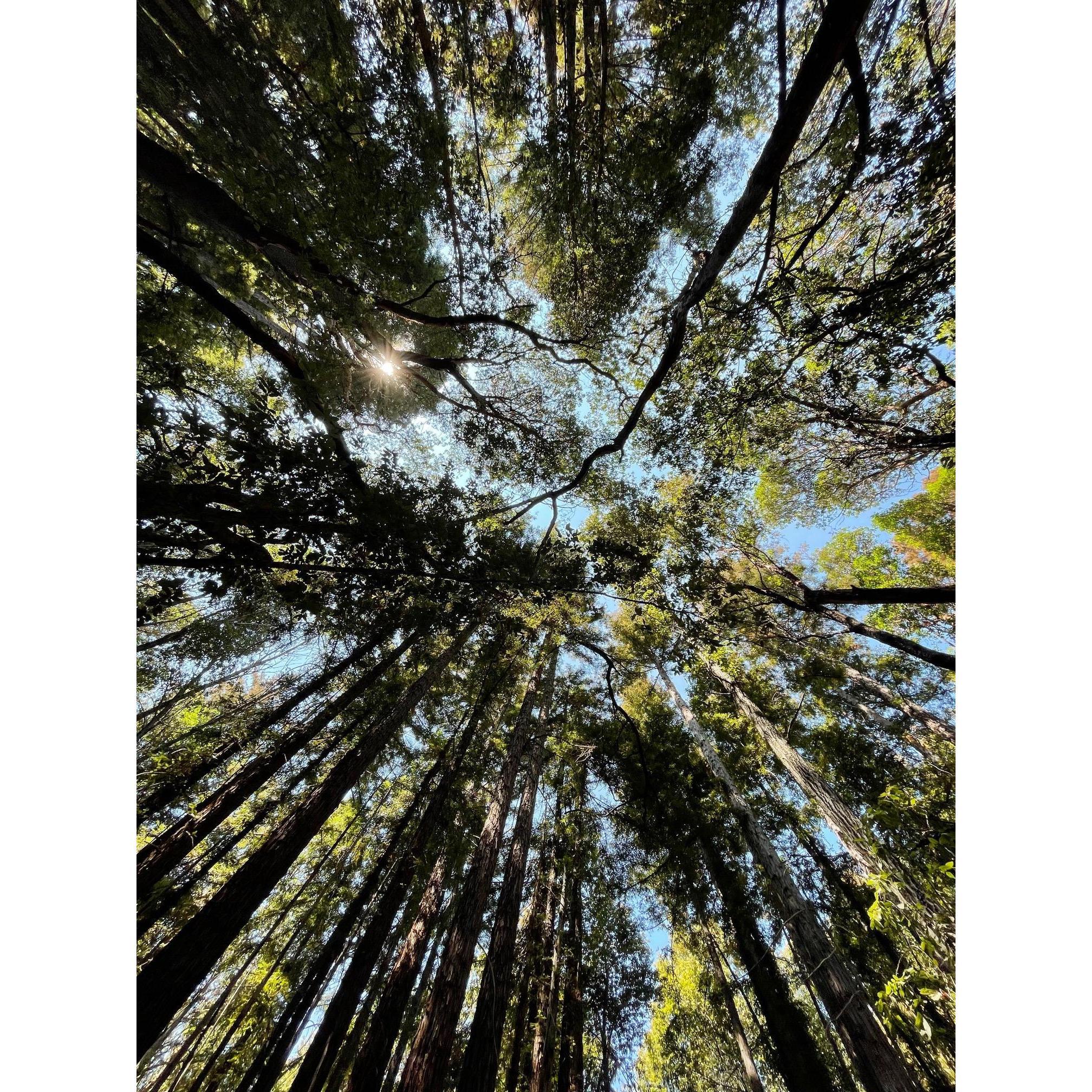 The view of the trees from where we stood when Michael proposed in Santa Cruz, CA Redwoods.