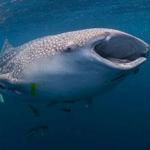 Whale Shark Watching Dauis-Panglao