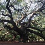 Angel Oak