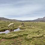 Salar de Salinas