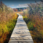 Little Pond Boardwalk Trail