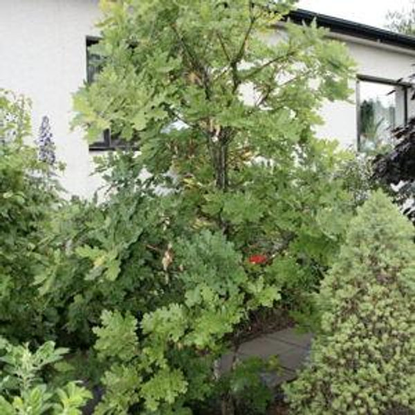 Trees & bushes - we would love to get greener!
