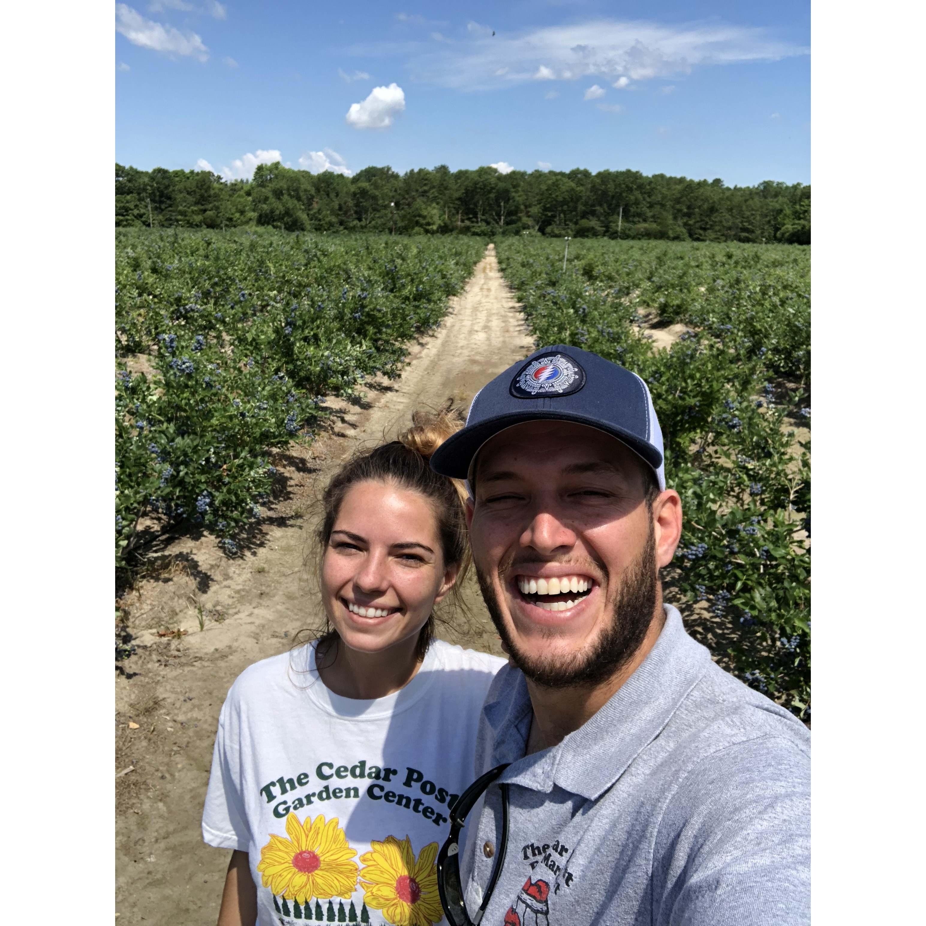 Picking Blueberries, Hammonton, NJ, 2018