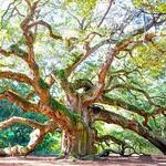 Angel Oak Tree