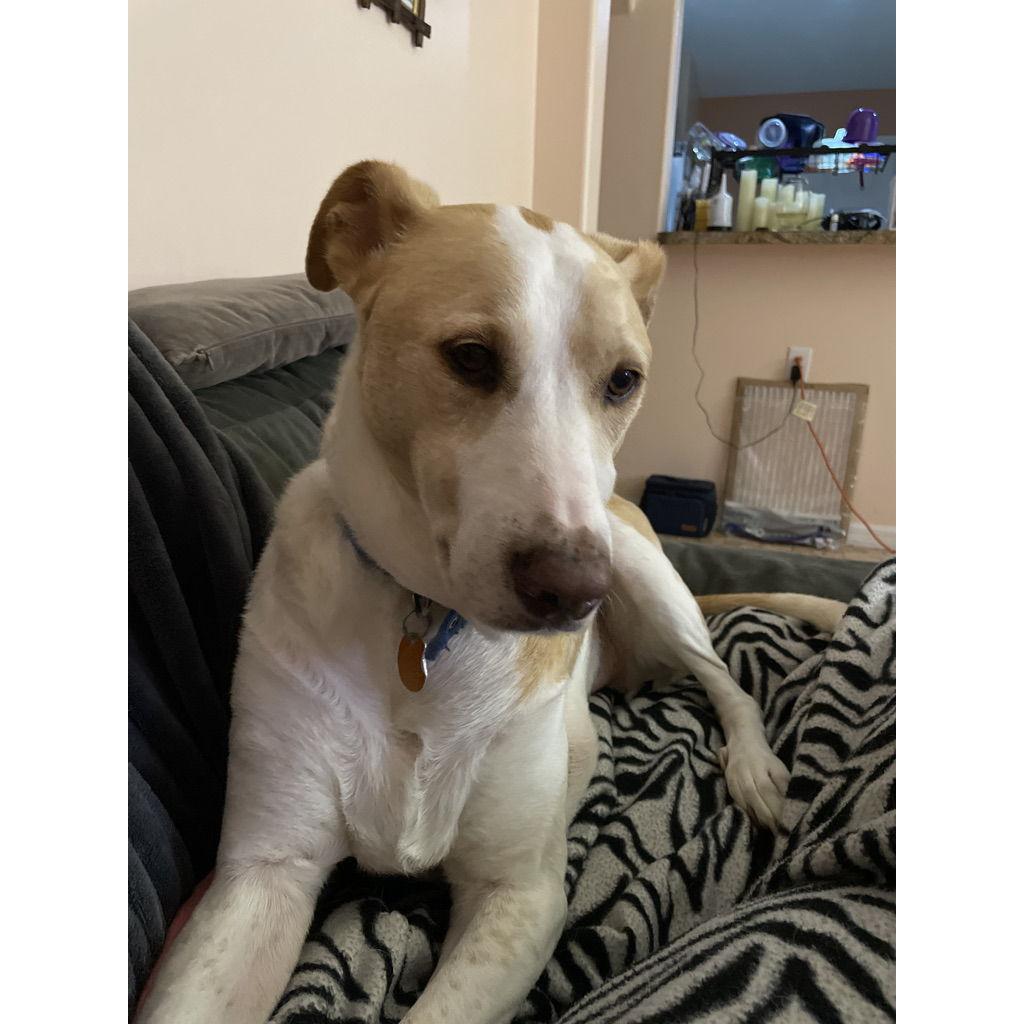 Our bestest buddy, Chance