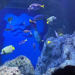 Georgia Aquarium