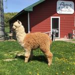 Huacaya Hills Alpacas & Alpaca General Store
