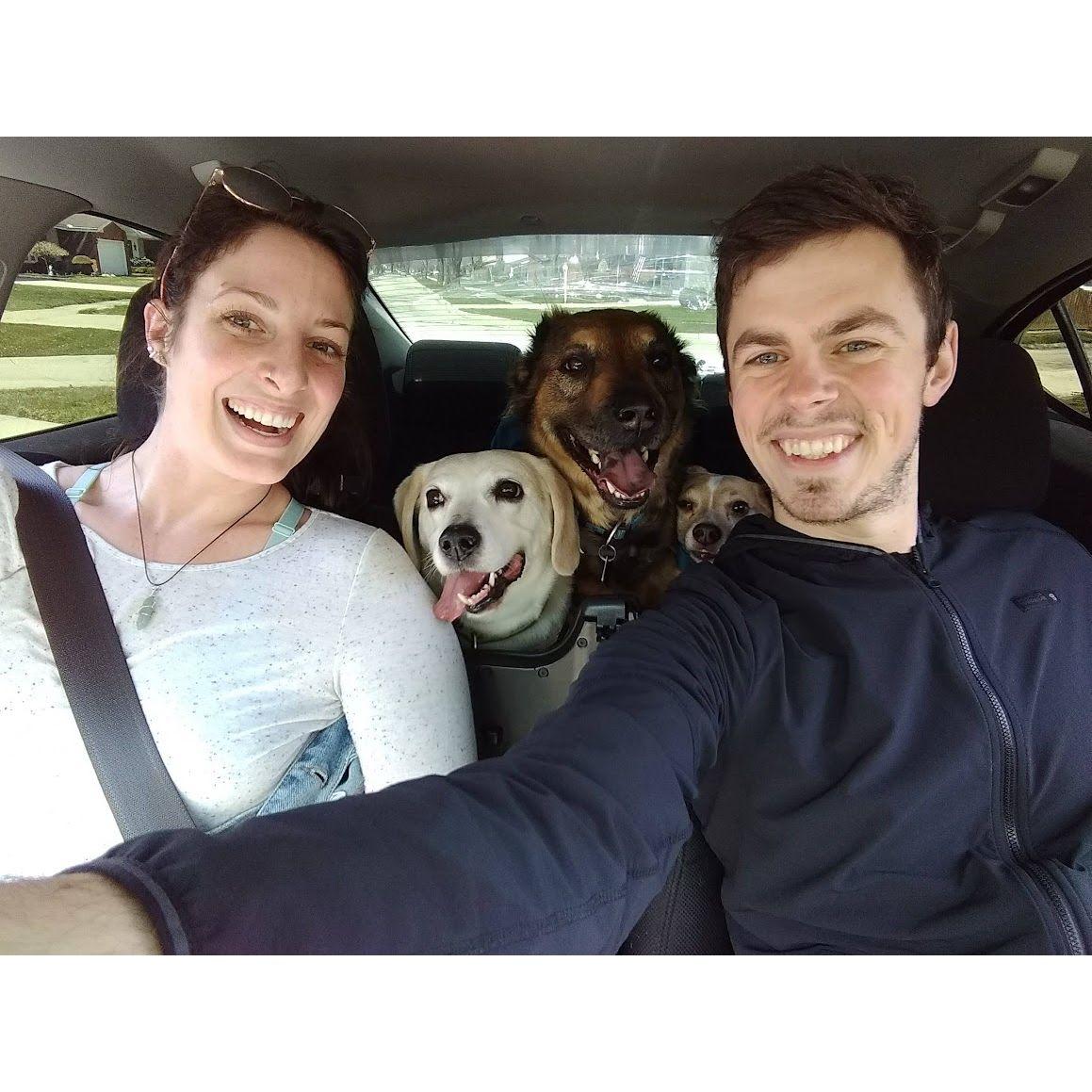 car ride with all the puppies: hercules, chewbacca and rox 2018