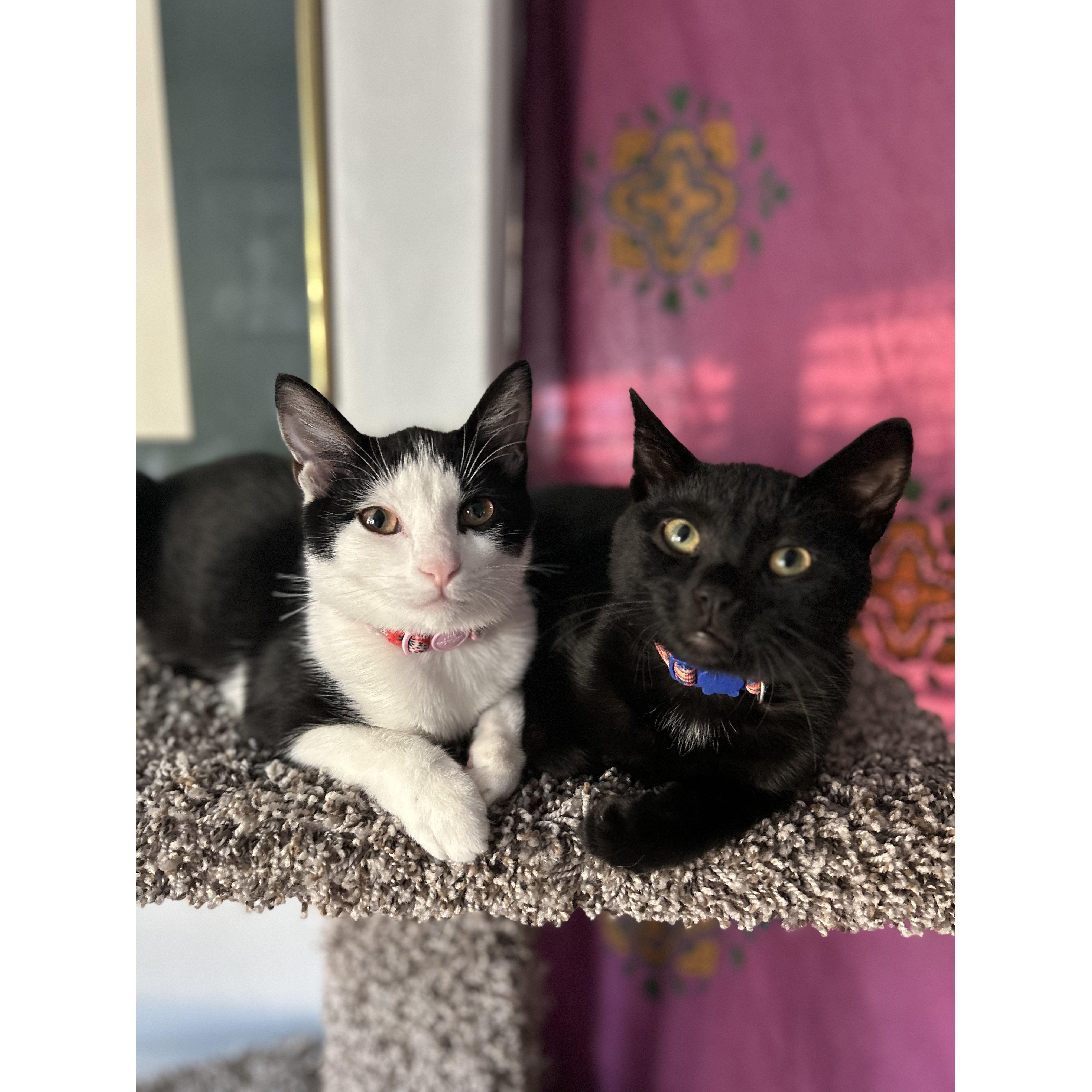 Our beautiful kitties, Juniper and Cricket, posing for the camera! The love they share for one another is so special.