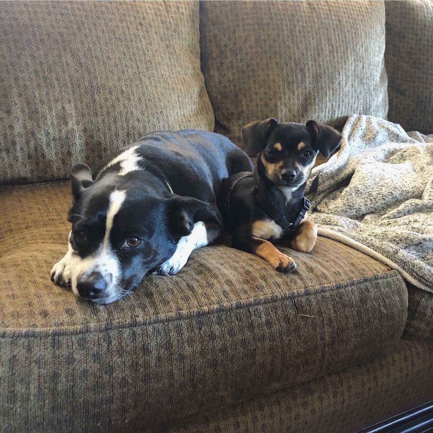 Milly and Fauci