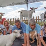 Goat Yoga